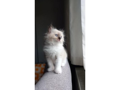 Safkan ragdoll mitted point