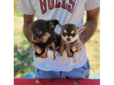 Teacup chihuahua yavrular