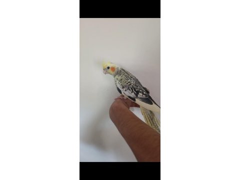 Sultan papağanı bebekler yeni sahibini bekliyor
