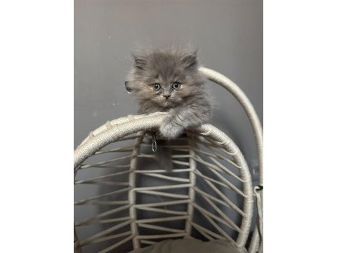 2.5 aylık british longhair yavrularımız