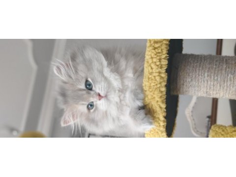 British longhair ay11