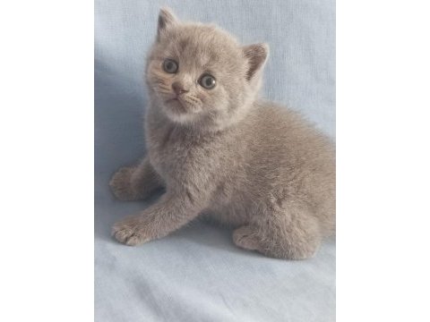 British shorthair / longhair ve scottish fold sahiplendirme