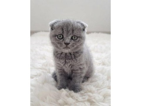 Yeni yuvasına hazır scottish fold yavrumuz