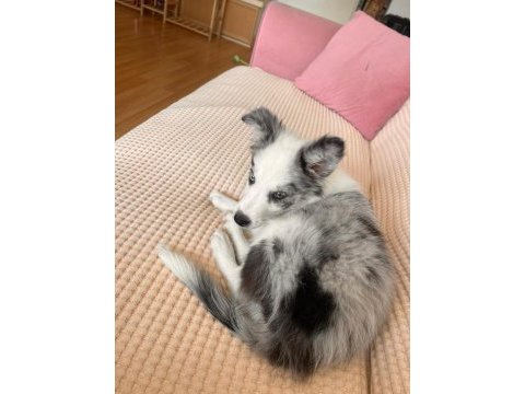 Blue merle border collie yavru