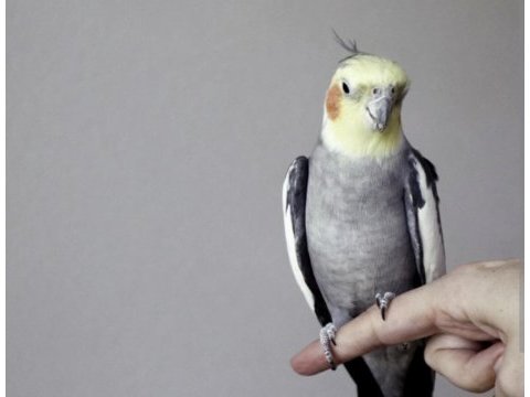 Sultan papağını 2 3 alık yeme yeni düşenler var