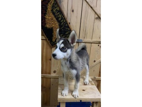 2.5 aylık dişi erkek husky yavrum mevcuttur