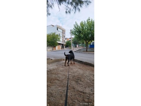 1.5 yaşında rottweiler