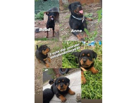 2,5 aylık dişi yavrular sahiplendirilecek rottweiler