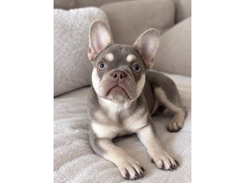 4 aylık dişi french bulldog lilac ve tan