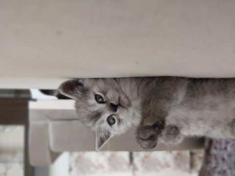 British shorthair cinsi yavrularımız yeni evlerini arıyor