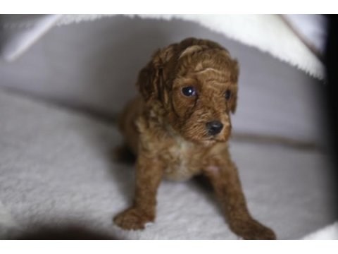 F2 orjinal maltipoo 3 kız kardeş