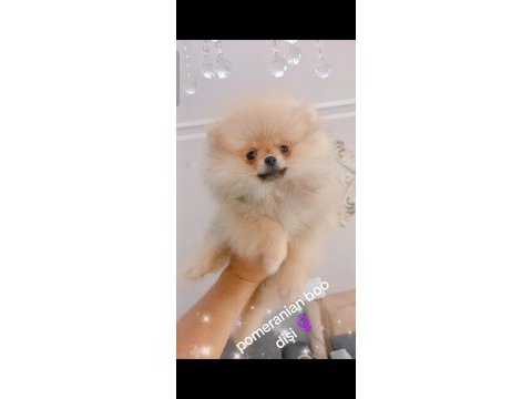 Pomeranian boo dişi yavru