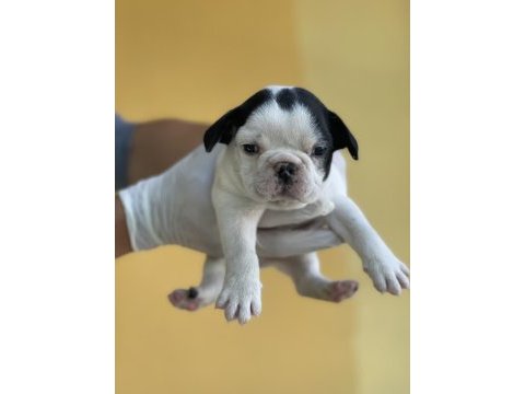 Irk garantili fransız bulldog yavrularımız