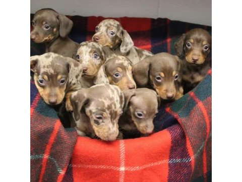 Irk ve sağlık garantili nadir dachshund bebekler
