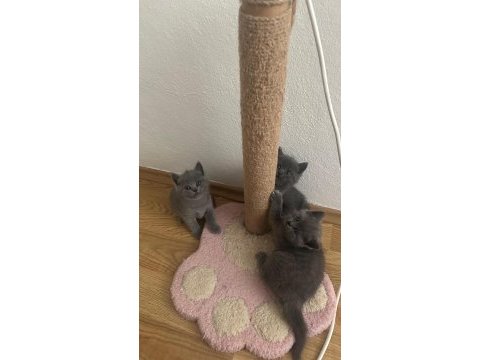 28.03.2025 doğumlu british shorthair yavrularımız