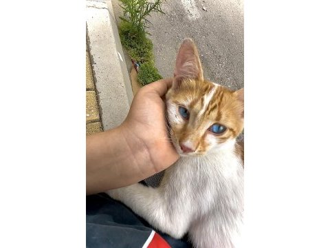 Hem uysal hemde oyuncu sarman kedimiz maviş