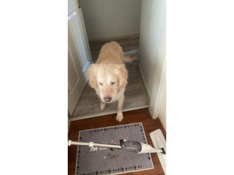 Golden retriever köpeğimizi sahiplendirme