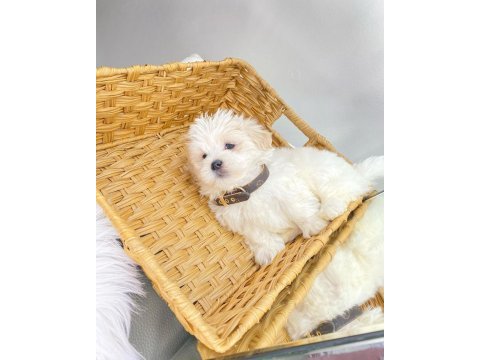 Bichon frise safkan arayanların yavrusu