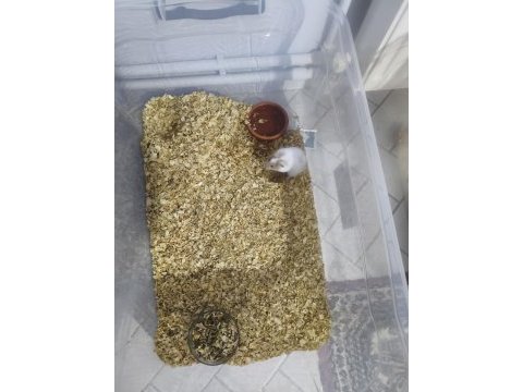 Hamster çiftimiz