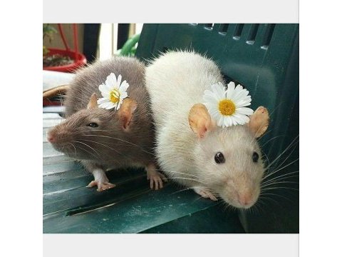 Rat - dumbo rat yavrular ve malzemeleri adrese teslim var
