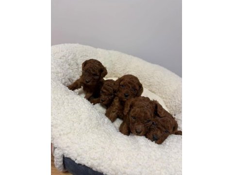 Aşılı pasaportlu toy poodle yavrularımız