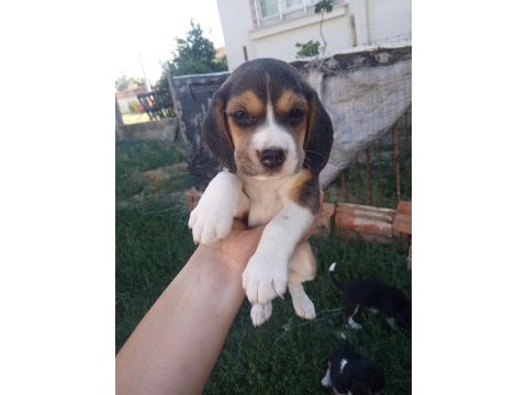 2 adet dişi beagle