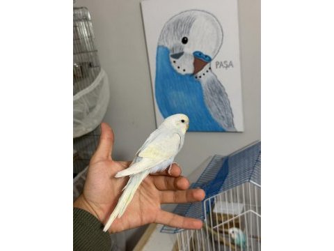 45 günlük rainbow bebek muhabbet kuşu