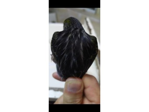 Kara elmas siyah zeytin kanarya