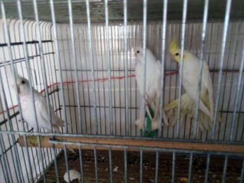 Sultan papağanlar