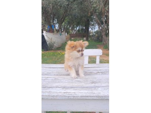 Şivava longhair dişi yavru