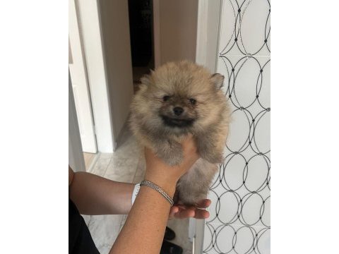 2 aylık ayı surat pomeranian yavrularımız