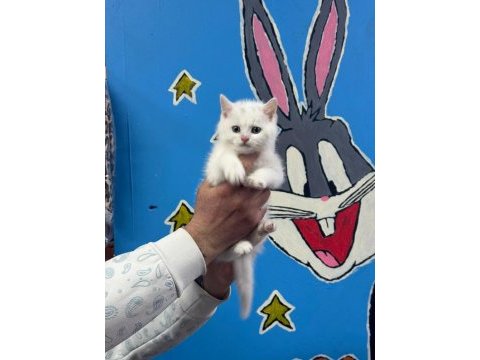 British shorthair ve scottish fold kedilerimiz