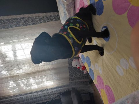 2 yaşında erkek pug