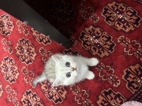 A+ kalite british shorthair yavrular