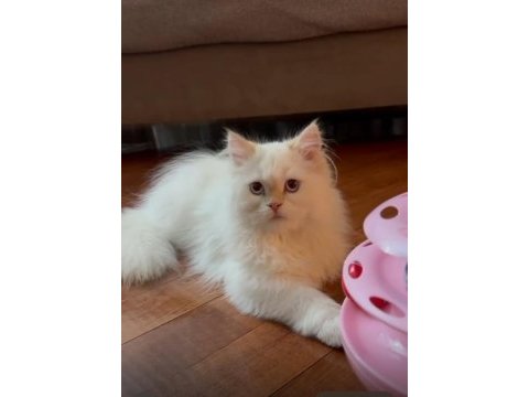 Maviş british longhair oğlumuza yuva arıyoruz