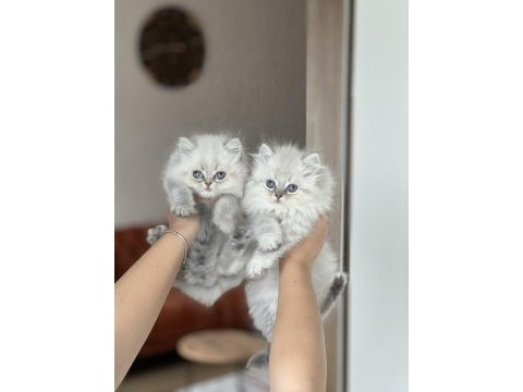 İnsan canlısı british longhair blue  point yavrum
