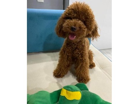 Korea kan erkek red brown şecereli poodle yetişkin erkek