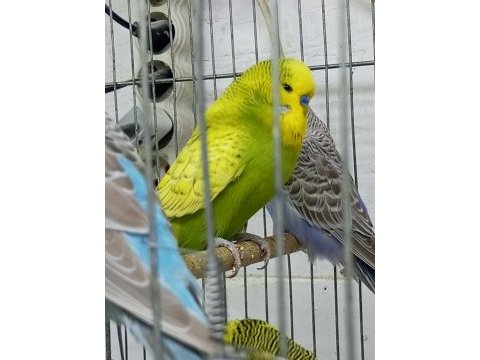 Yeni şov jumbo muhabbet kuşlar 3-4 aylıklar