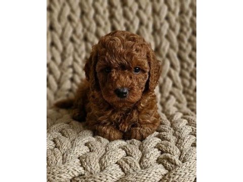 Ruhsatlı köpek çiftliğinden toypoodle yavrularımız 