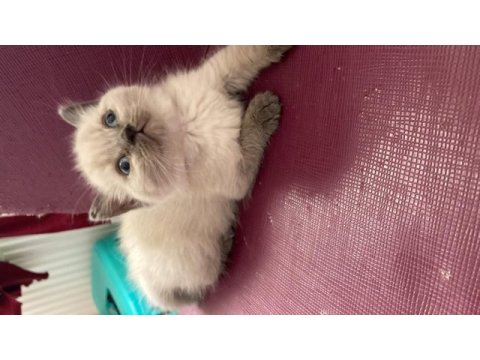 Lynx blue point shorthair ve british longhair bebişler