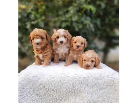 Maltipoo  yavrularımız 