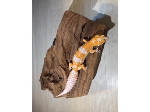 Super kalıte leopard gecko