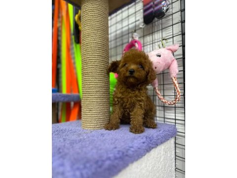 Ünlü üretici kore’den ankara’ya poodle