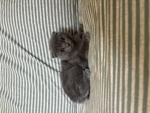 Pembe scottish fold patiler