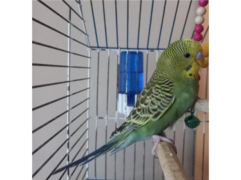 Güzeller güzeli muhabbet kuşu prensesim