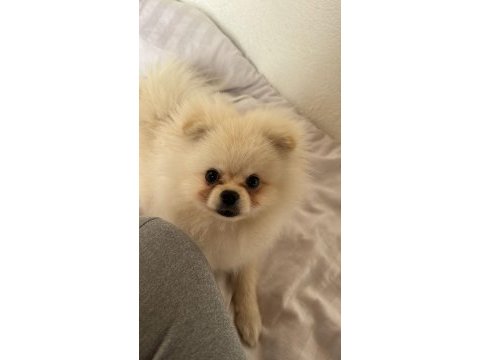 Pet eğitimi her şey mevcut pomeranian