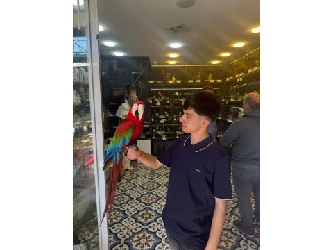 Full evcil macawlarımız tüy yapmısı muzzam oyun hamuru