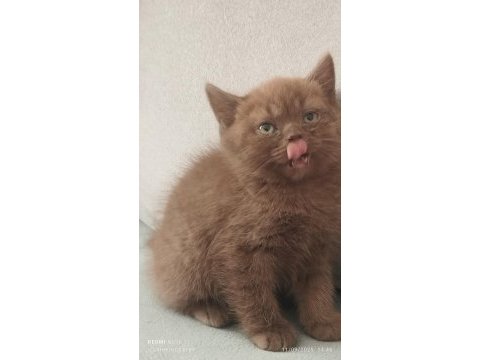 Cinnemon safkan british shorthair