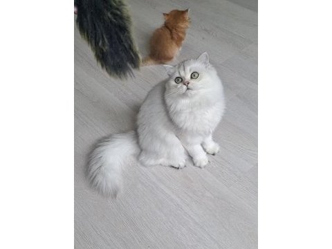 British longhair ns12 dişi 6 aylık