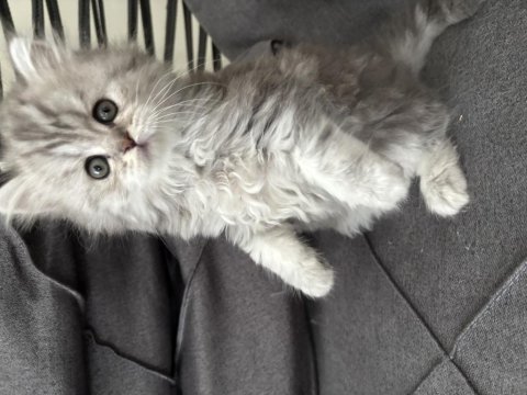 Tatlı british longhair bebeklerimiz